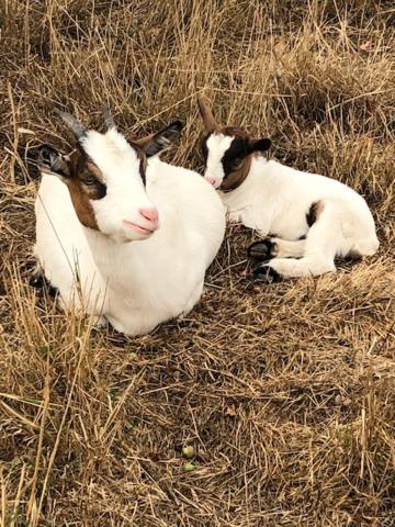 Вілла Le Domaine De La Petite Chevre Ploumagoar Екстер'єр фото